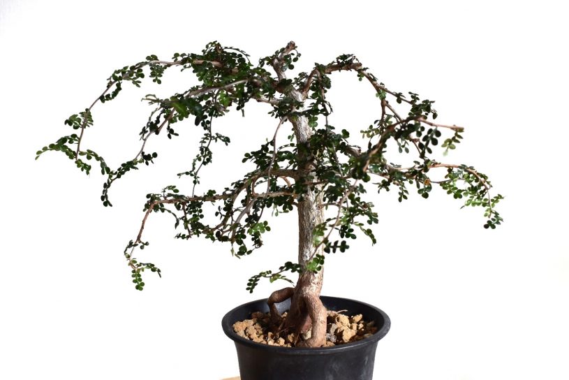 オペルクリア・デカリーの針金掛け掛けを考える人の人形でやってみた結果