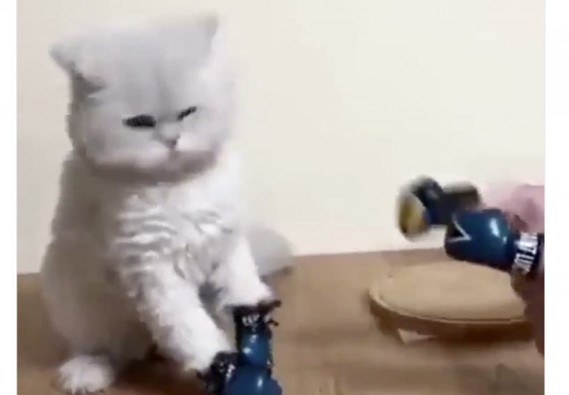 理不尽な猫パンチｗｗｗ