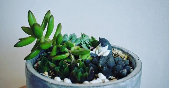 ハオルチアの寄せ植え 世界観が作れるので楽しい