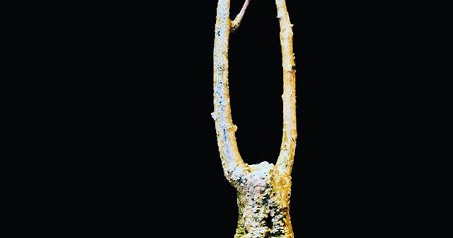 冬になりおやすみアデニアステイローサ