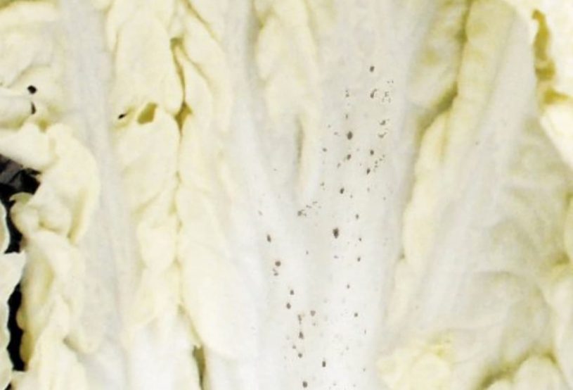白菜の白いところにでる黒い点々はカビじゃなかった！「ゴマ症」食べても問題ない