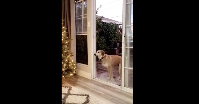 透明の窓に気が付かない犬