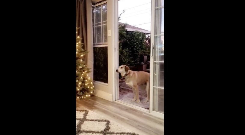 透明の窓に気が付かない犬