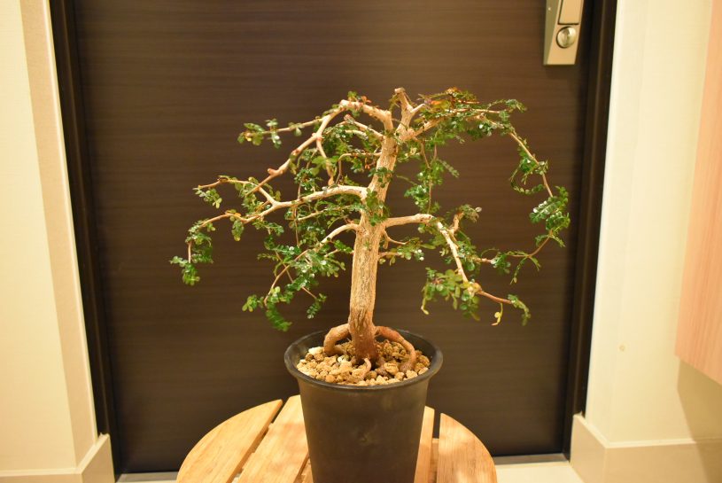 多肉植物の写真を黒バックで撮影