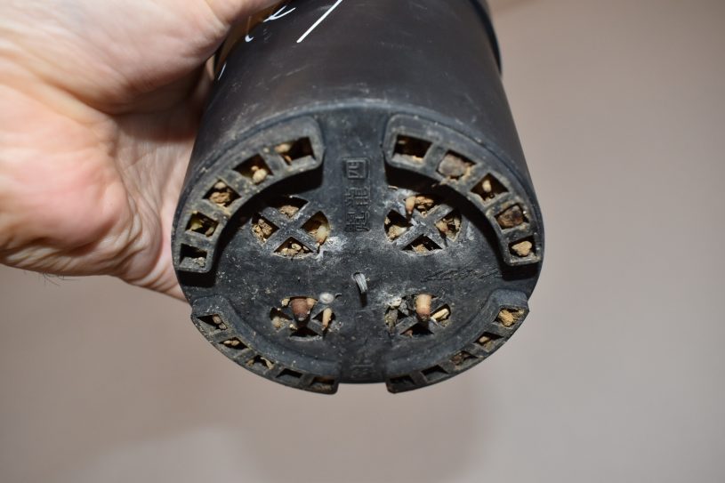 ブーファン根っこが鉢の外まで出でいた