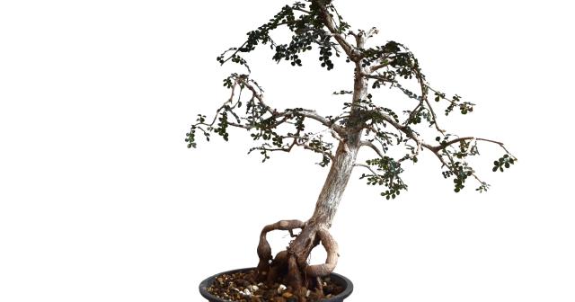 オペルクリカリア・デカリーを盆栽にしよう！