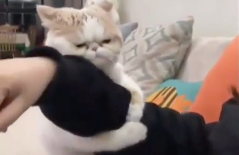 決して離れない猫