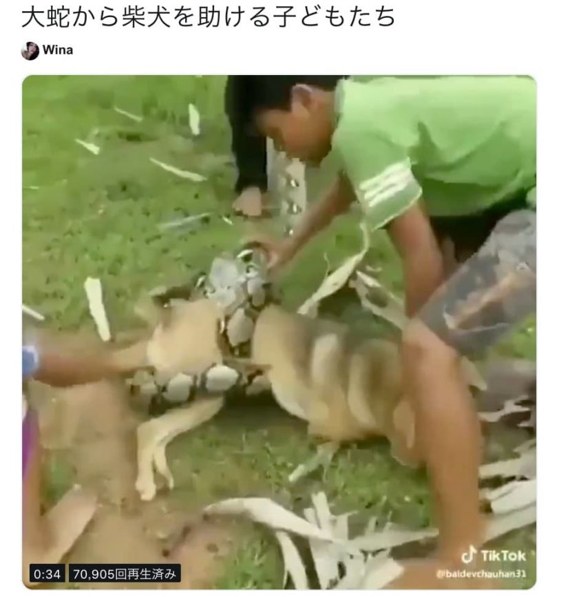大蛇から柴犬を助ける子供たち
