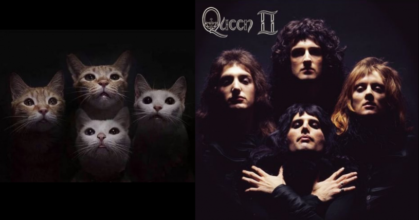 映画『ボヘミアン・ラプソディ』大人気　アルバムジャケットと同じ猫が話題に