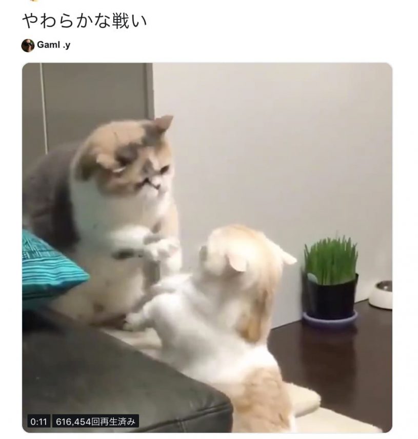 やわらかなたたかい〜なめらかすぎるネコバトル