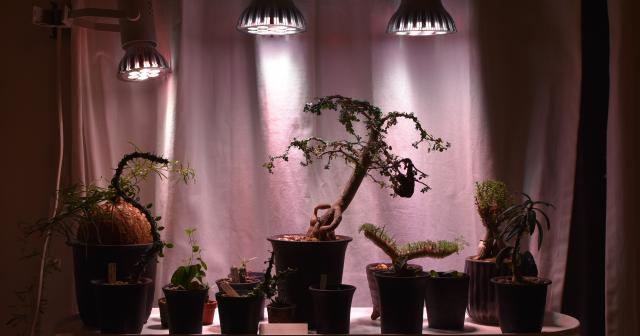 2018年多肉植物冬支度　LEDランプ配置決定