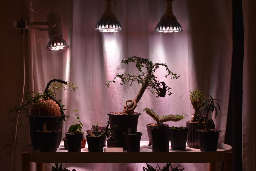 2018年多肉植物冬支度　LEDランプ配置決定