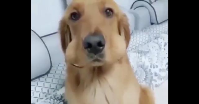 盗み食いしたのがバレた瞬間ｗｗｗ　なんかほっぺから出てきたｗｗｗ