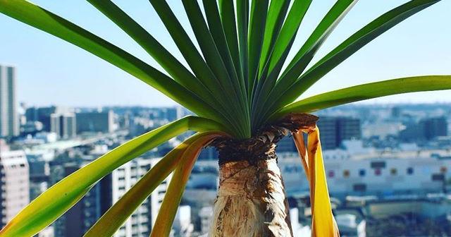 流石に枯れ始めた。春になったらまた元気になってね！ブーファン