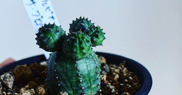 ぷくぷくぷくぷく本体よりも大きくなりそうな勢いのあるユーフォルビア・オベサ