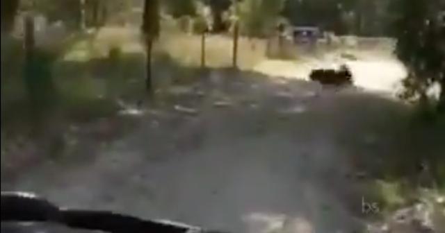 バグったように喜ぶ犬ｗｗｗｗ