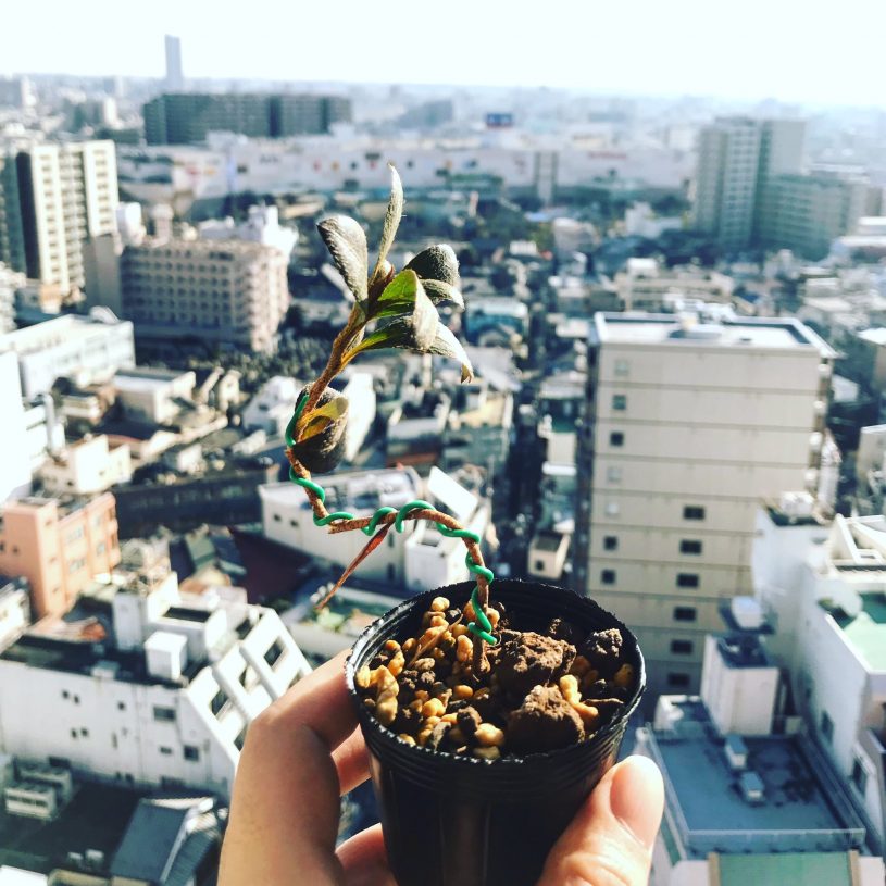 小林國雄BONSAI美術館でいただいたサツキ