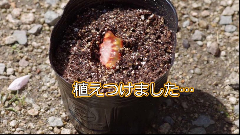美味しかったトマトをそのまま埋めれば種や苗かわなくていいね