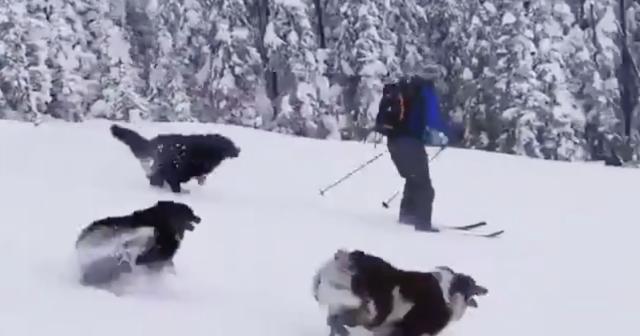 スキーをする飼い主と一緒に山を下るわんちゃんたちがかわいすぎる！