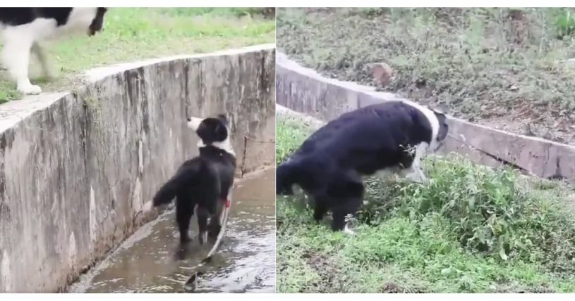 溝に落ちてしまった犬を助ける犬
