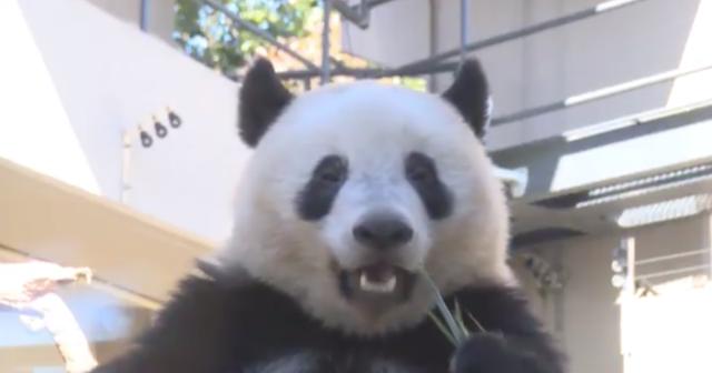 上野動物園のシャンシャンが笹を鼻の中に突っ込んでしまった瞬間ｗｗｗｗ