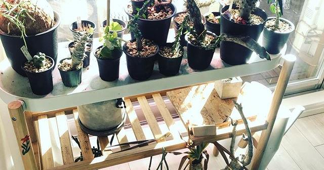 室内の多肉植物たち2019年1月