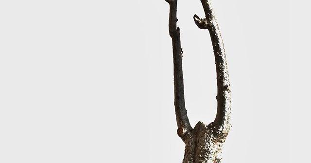 アデニア・ステイローサが芽吹きました！