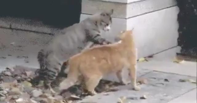 見事な一本背負い