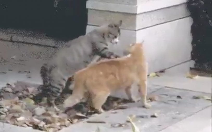 見事な一本背負い