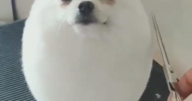 もふもふだな〜わたあめみたいな犬