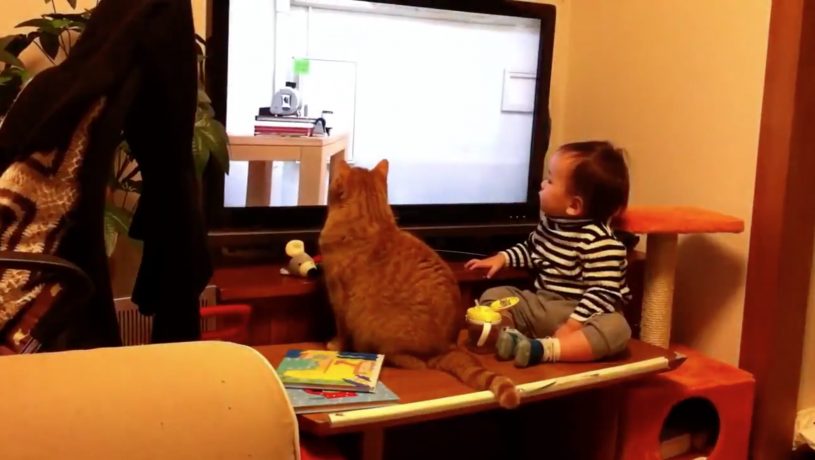 ピタゴラスイッチを観る赤ちゃんと猫、最後に２人でこっち向くの可愛すぎるｗｗｗ
