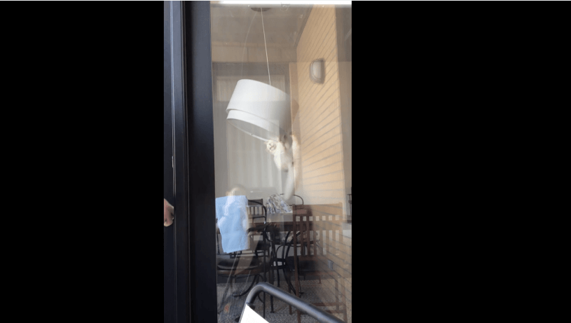 猫を長い時間無視していると起こること