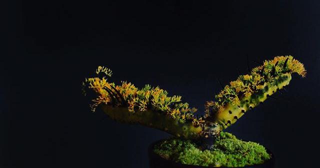 サルコカウロン ・ヘレーに盆栽風に苔を敷いた