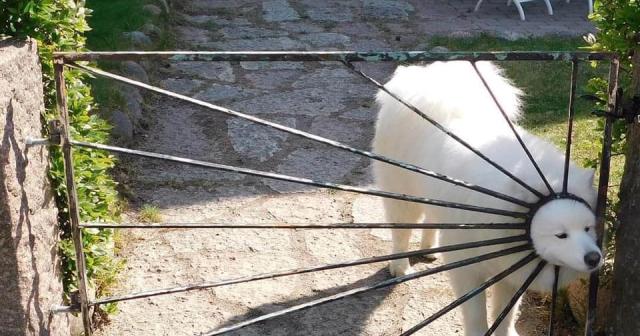 集中線ｗｗｗみたいになっている犬ｗｗｗｗ