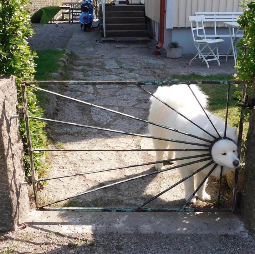 集中線ｗｗｗみたいになっている犬ｗｗｗｗ