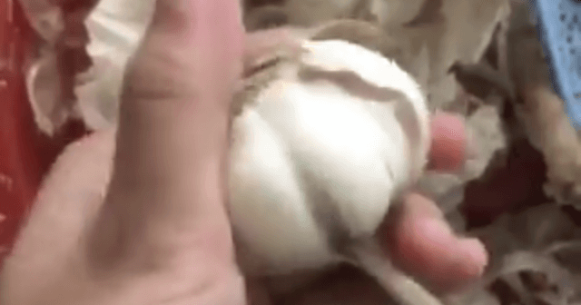 世界一簡単なにんにくの皮むき方法