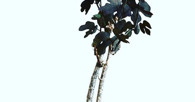 でかい！ いい感じに仕上がってる！ アデニアステイローサ成長記録2019年春