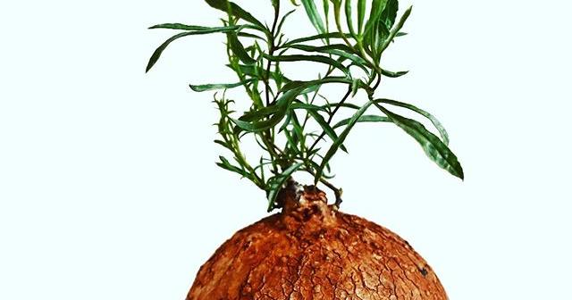 ２０１９年のイポメアは、剪定するよ