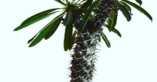 今年は成長が遅い気がする。 パキポディウム・ラメリー