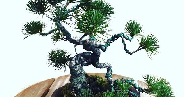 はじめての五葉松の針金掛け