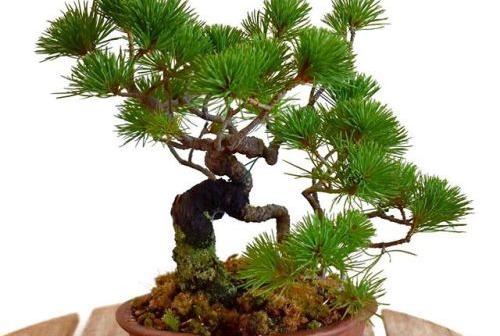 お富士さんの植木市に行ってきました！五葉松を購入