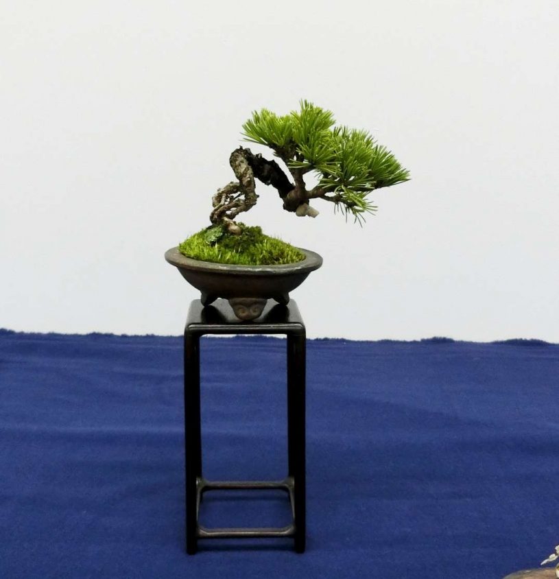 盆栽の苔「何種類か貼るとより自然」