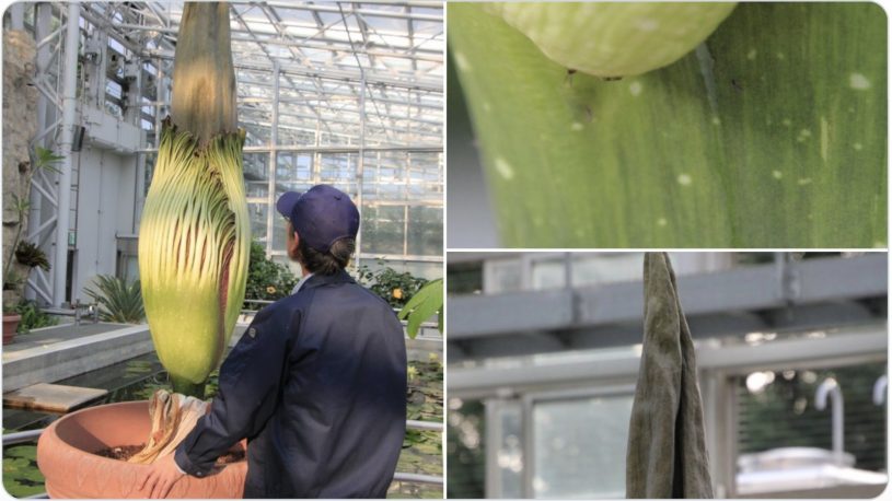 都立神代植物公園のショクダイオオコンニャクが開花しそうだ！