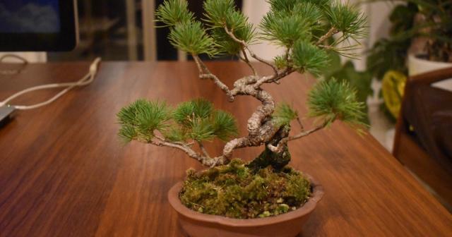 五葉松の枝を剪定