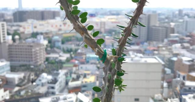縦にどうしても伸びたいアローディア・プロセラを下に向けて育てたら下から枝が吹き出てきた