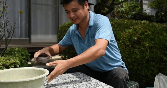 五葉松の植え替え動画