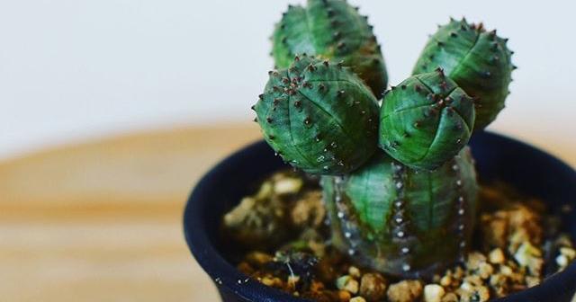 上の方がでかくなりそうなユーフォルビア・オベサ