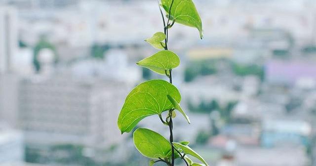 亀の甲羅みたいな塊根 アフリカ亀甲竜