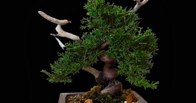 背景画像をサクッと切り抜きができる「remove.bg 」を有料課金して２ヶ月目