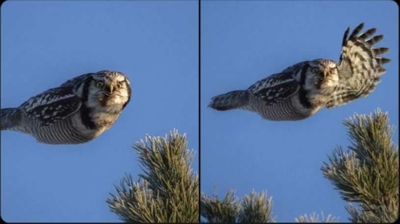 ネタ画像：フクロウがよっ！っと挨拶する画像
